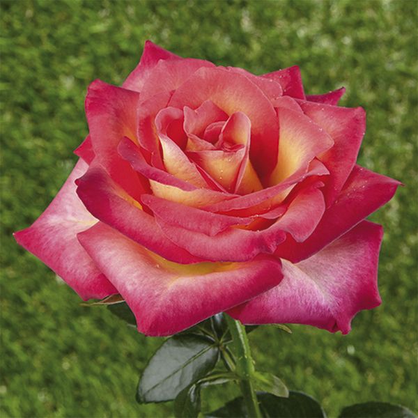 Rosier miniature - nain